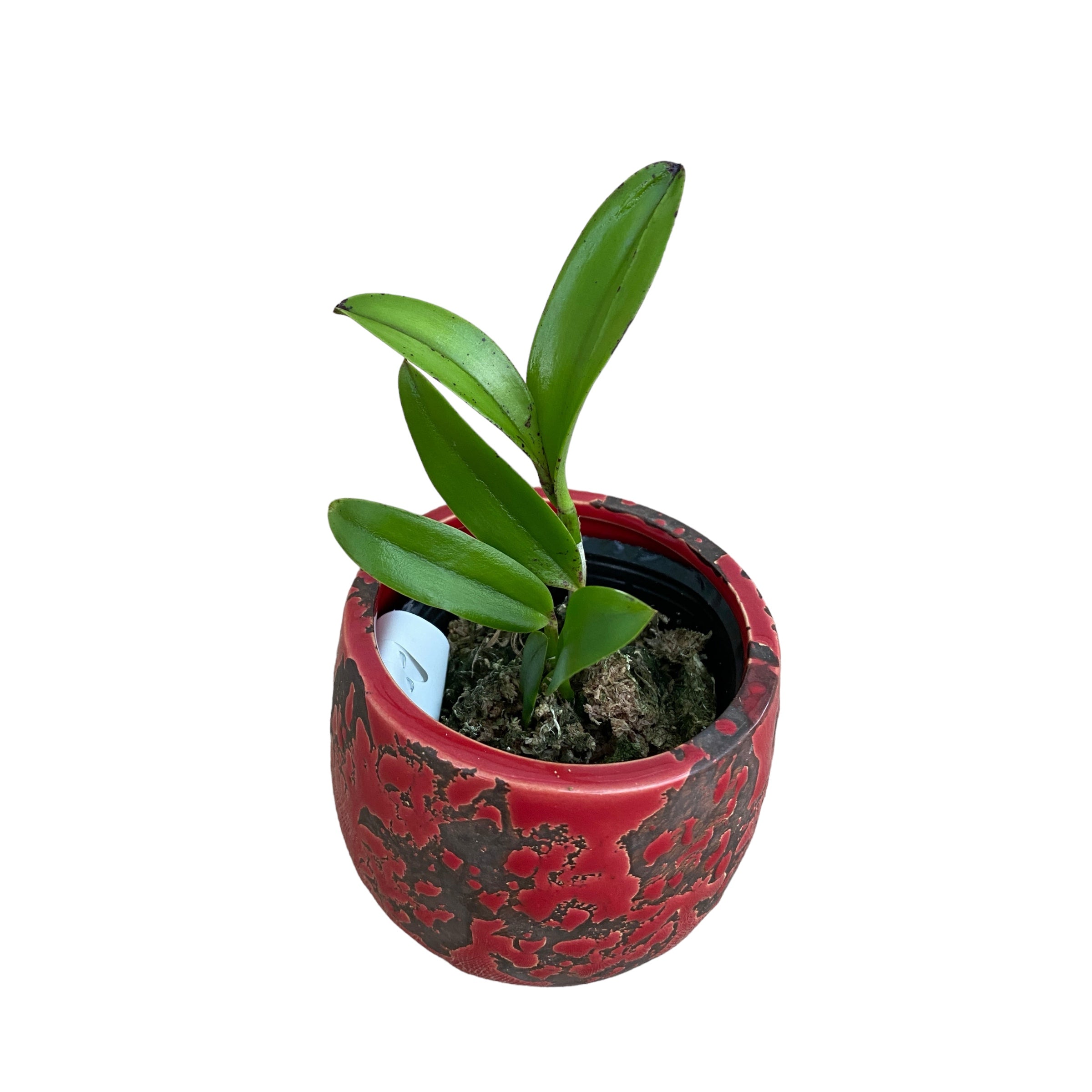 Cattleya Jungle Eyes - parfumata