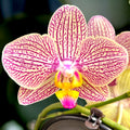 Phalaenopsis ‘Pink Tiger’