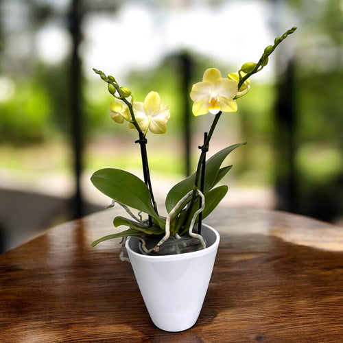 Phalaenopsis Totalno Banane