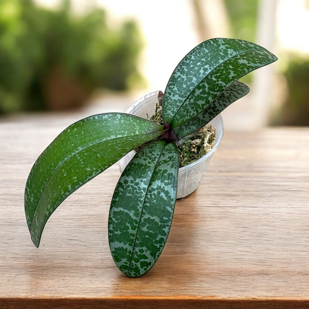 Phalaenopsis schilleriana - fiori profumati