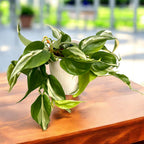 Philodendron hederaceum 'Rio'