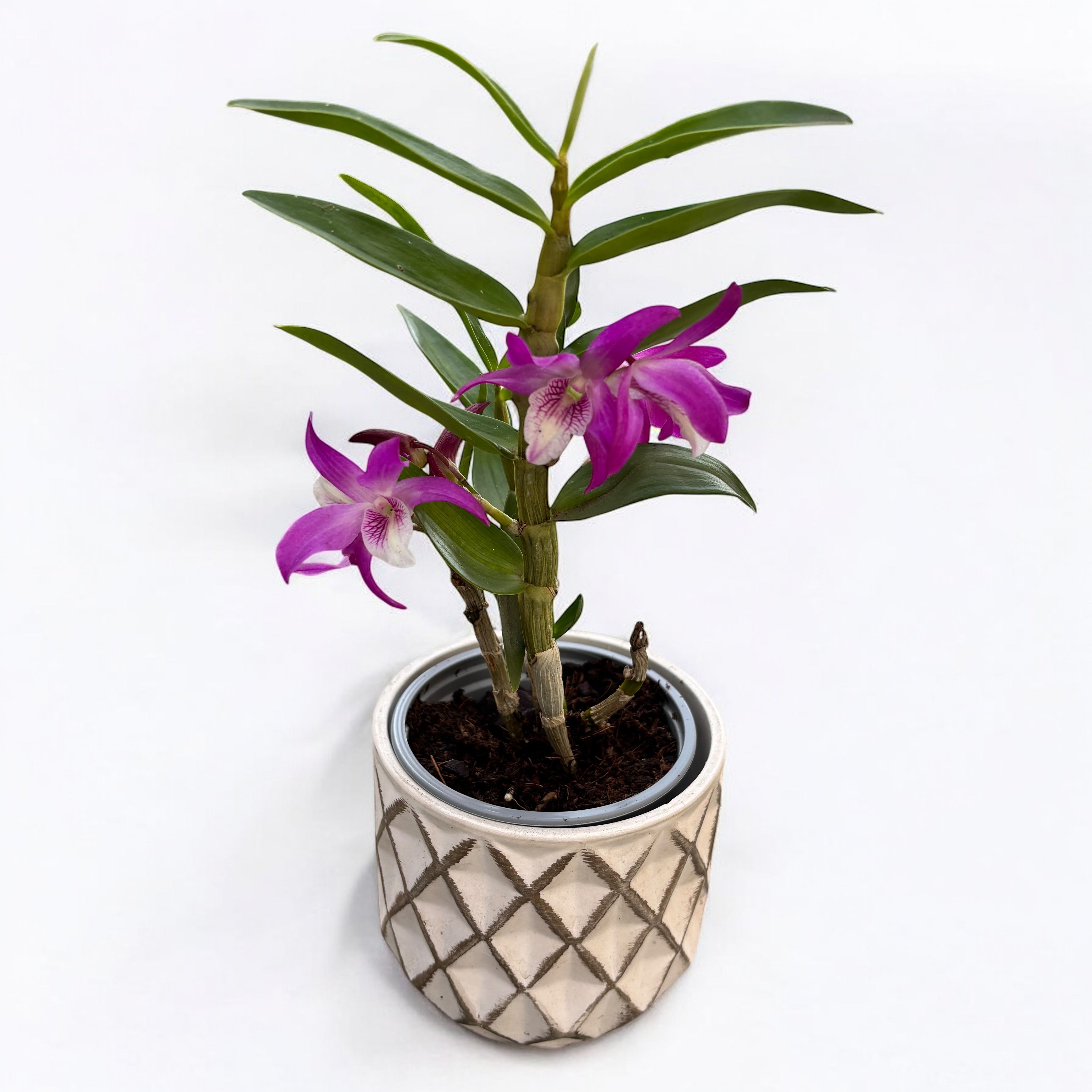 Dendrobium Rainbow Dance 'Akatsukinjan'