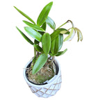 Cattleya forbesii *parfumata