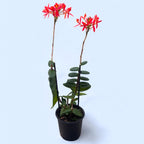 Epidendrum radicans ‘Red Star’ XL