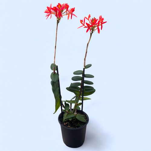 Epidendrum radicans ‘Red Star’ XL