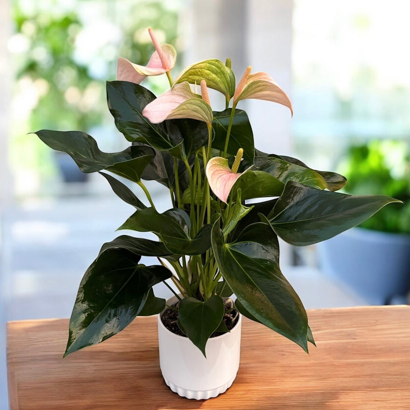 anthurium joli pulse Anthurium 'Joli Peach' – delicate elegance with pastel flowers and a t – Secret Garden Plant Shop