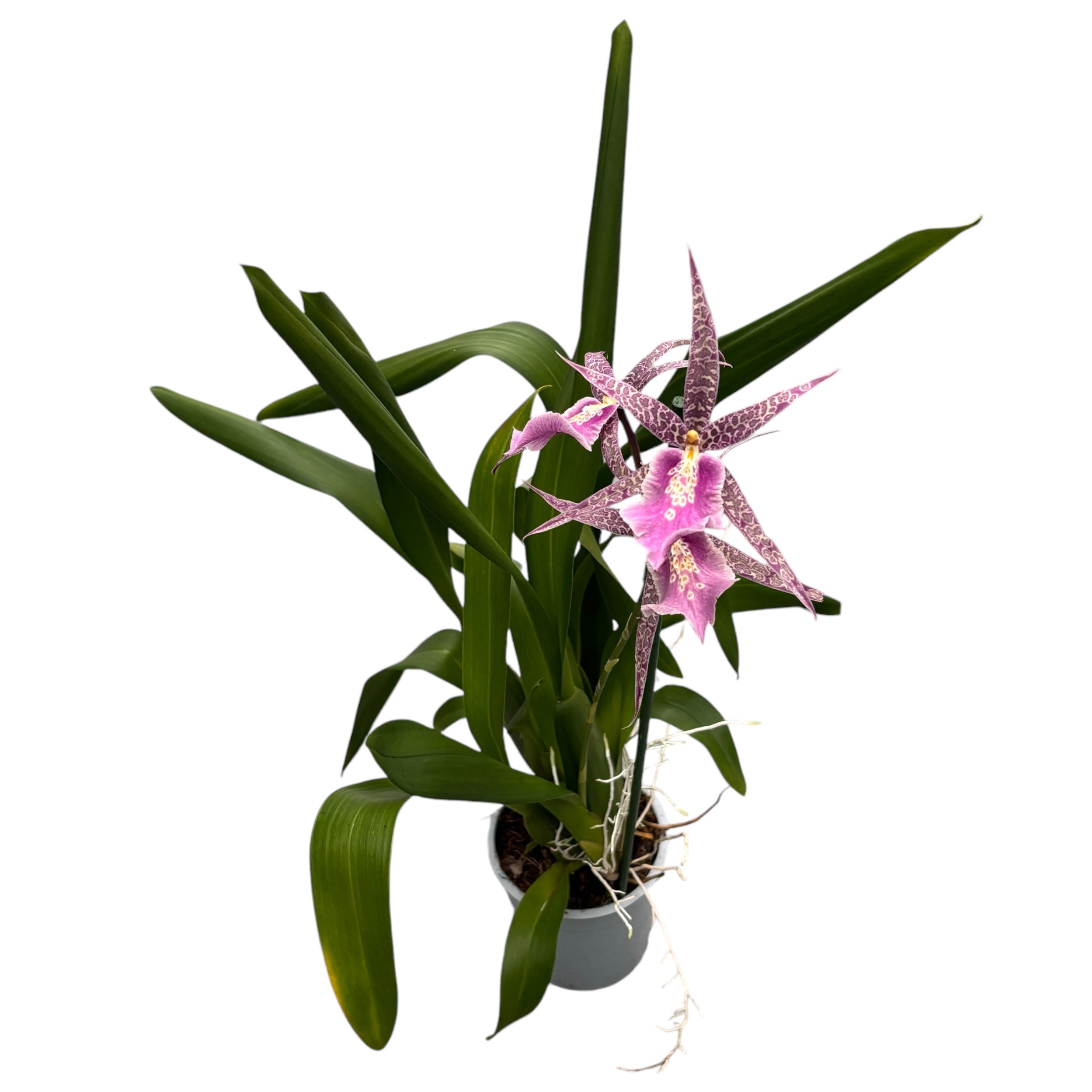 Miltassia Charles M Fitch 'Izumi' AM/AOS parfumata – Secret Garden