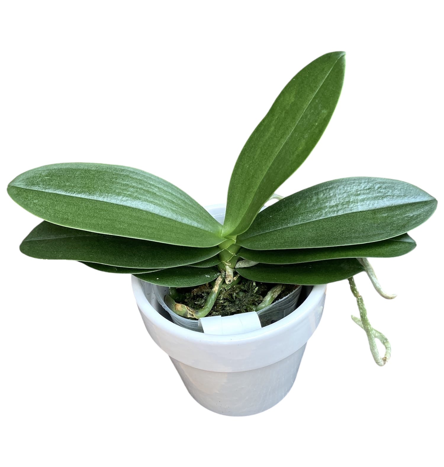 Phalaenopsis Liu's Berry 'Trinity' (pélorique) parfumé