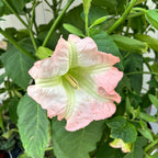 Ružová trúba anjelov - Brugmansia arborea (H80 cm) voňavé kvety, exempláre XL