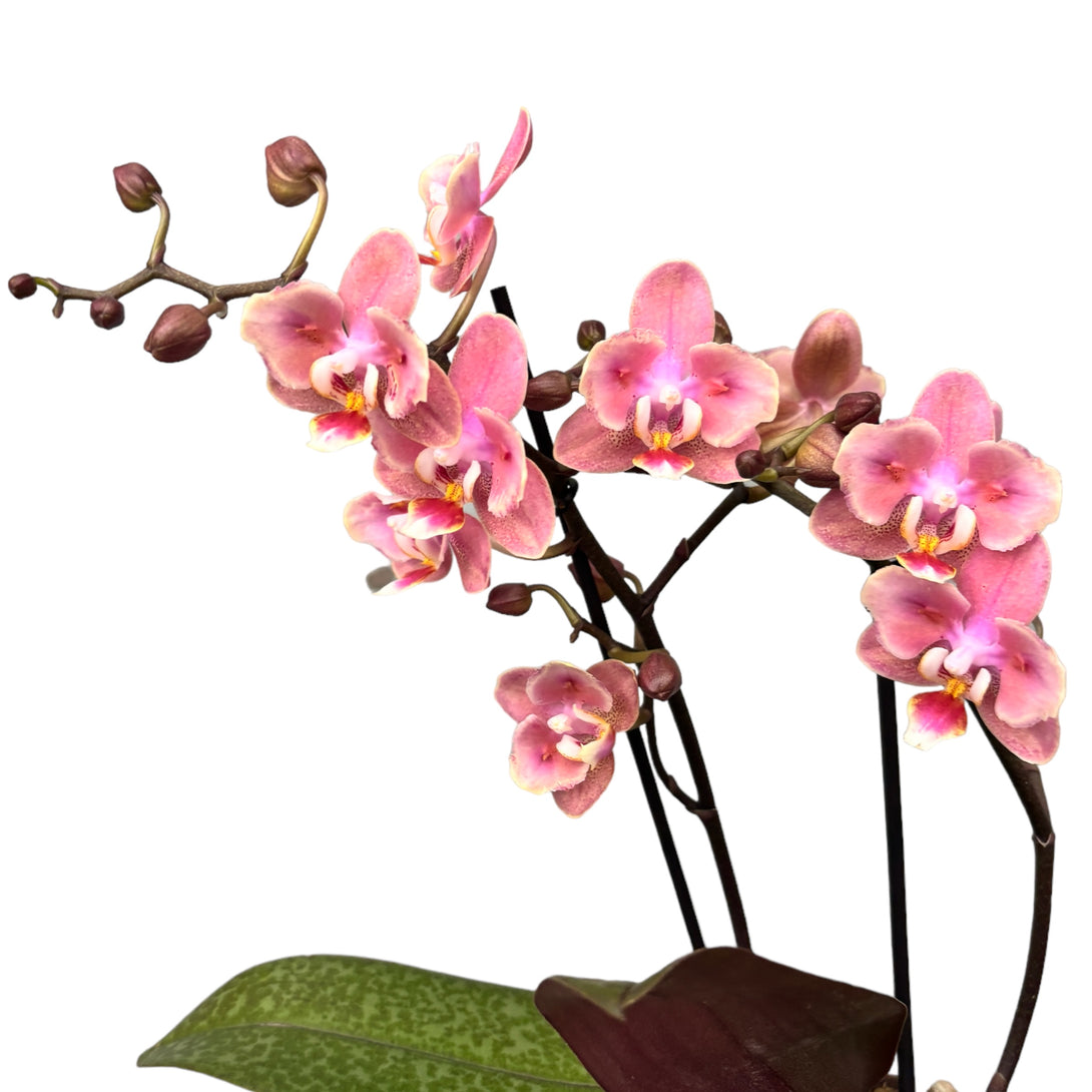 Phalaenopsis Odorion * flori PELORICE