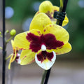 Phalaenopsis 'Limited #123' big lip