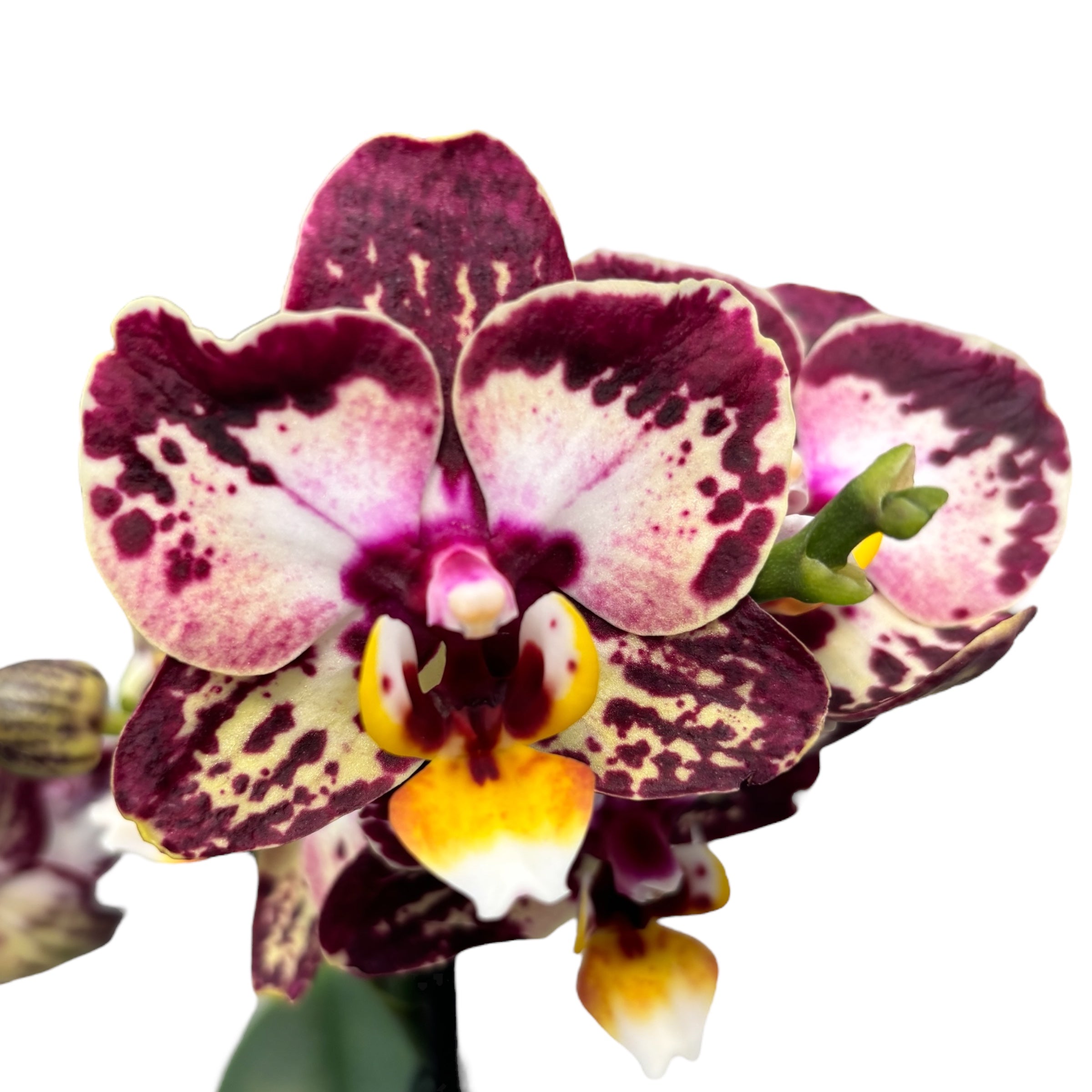 Phalaenopsis ‘Limited #59’ (flori cerate)