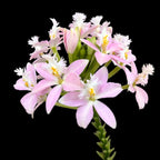 Epidendrum radicans ‘Sweet Pink’