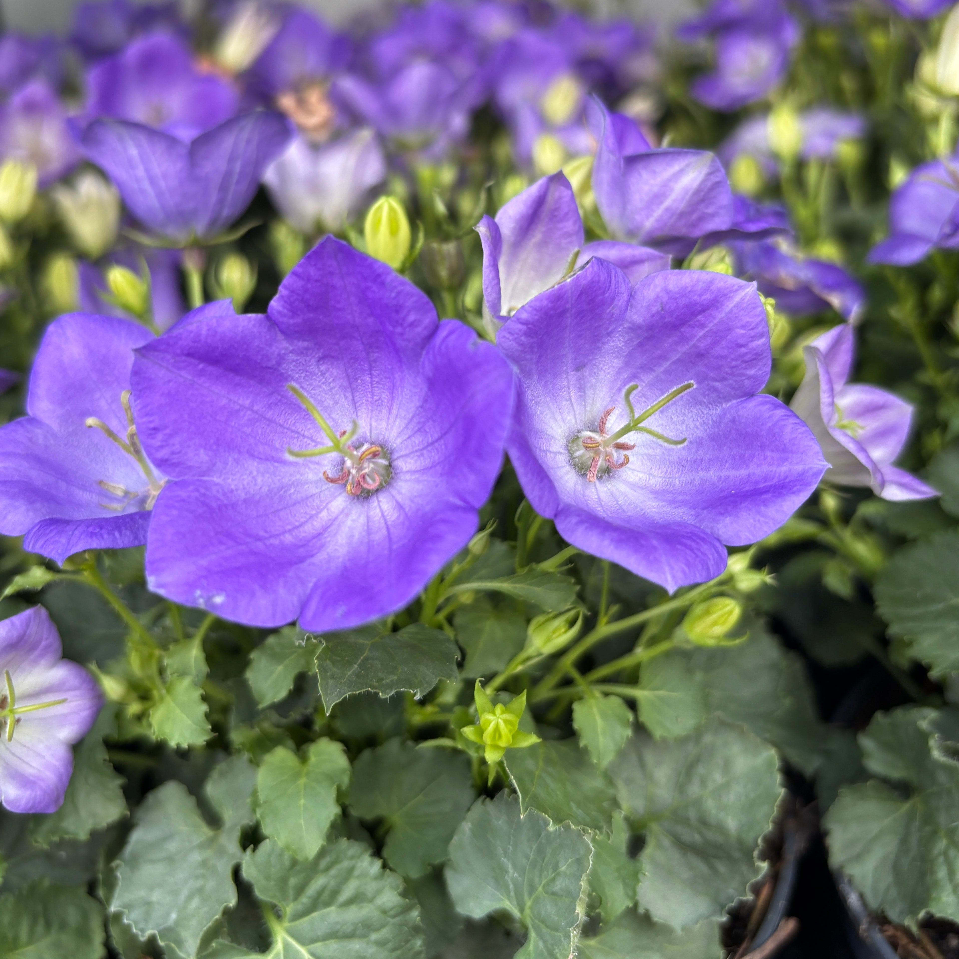 Campanula carpatica ‘Pearl Blue’ - clopotei albastri, planta perena rezistenta la ger