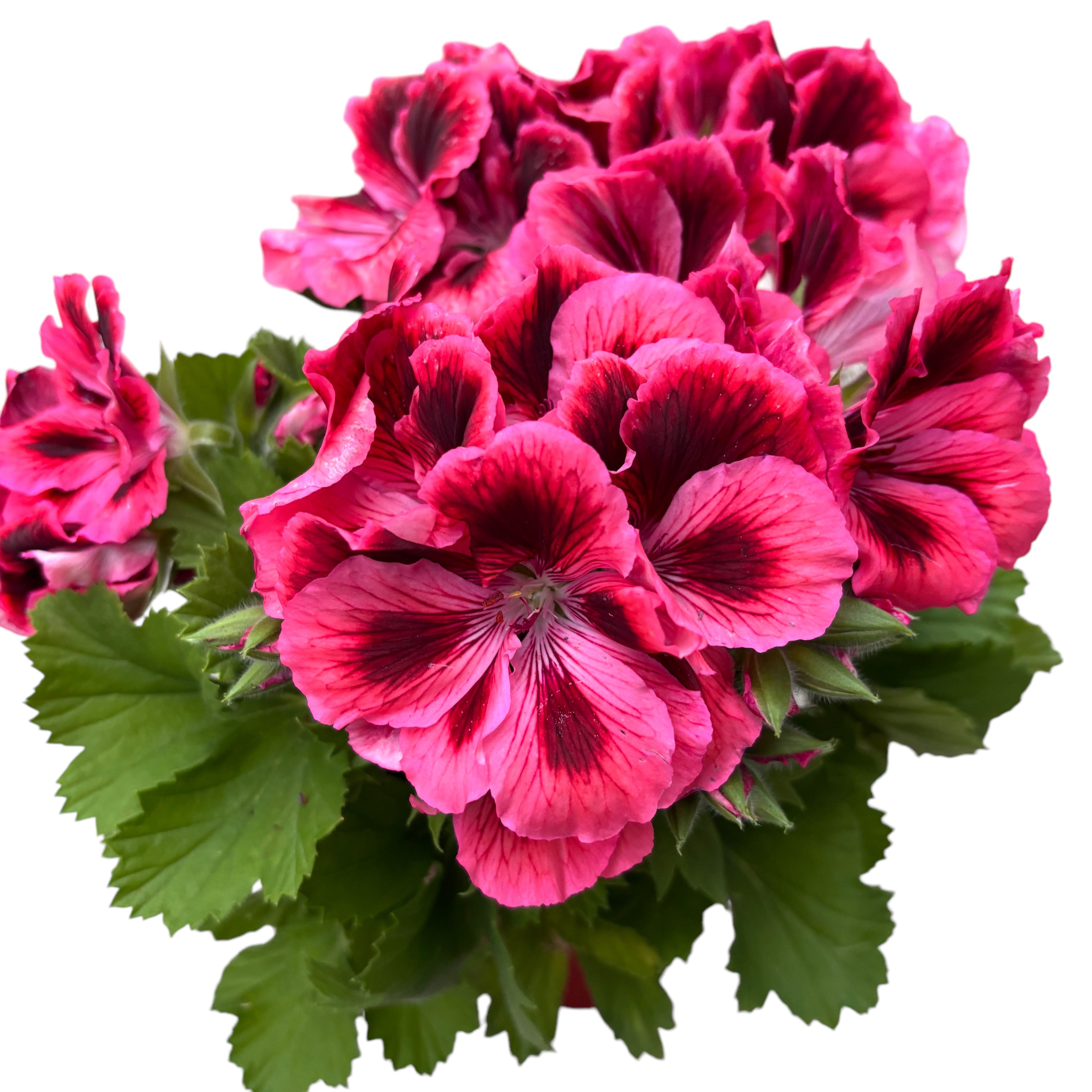 Pelargonium Grandiflorum 'Elegance Kate' (muscate englezesti)