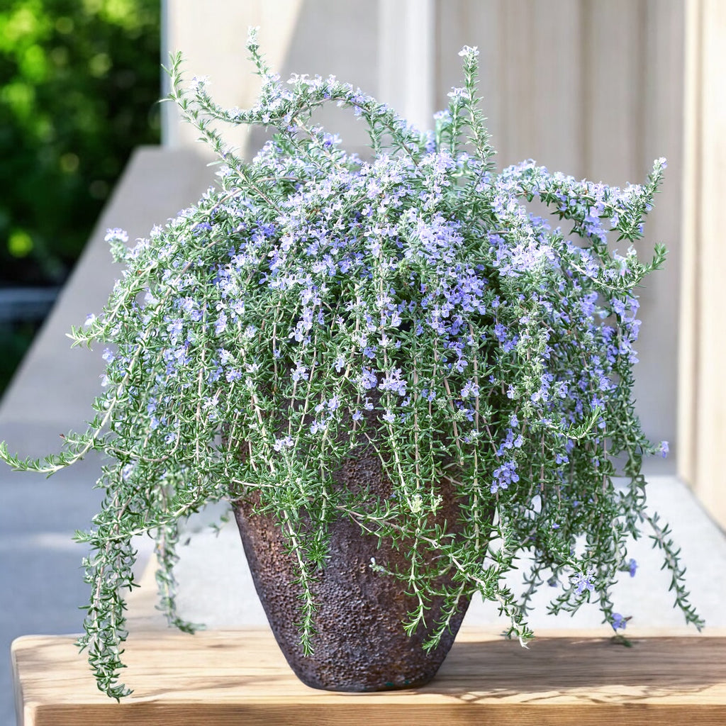 Rosmarinus ‘Blue Cascade’ – eleganta curgatoare si parfum mediteraneen