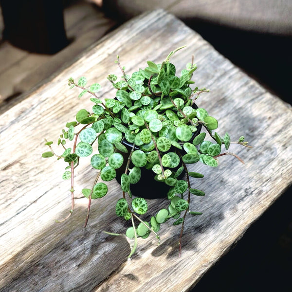 Peperomia prostrata (babyplant)