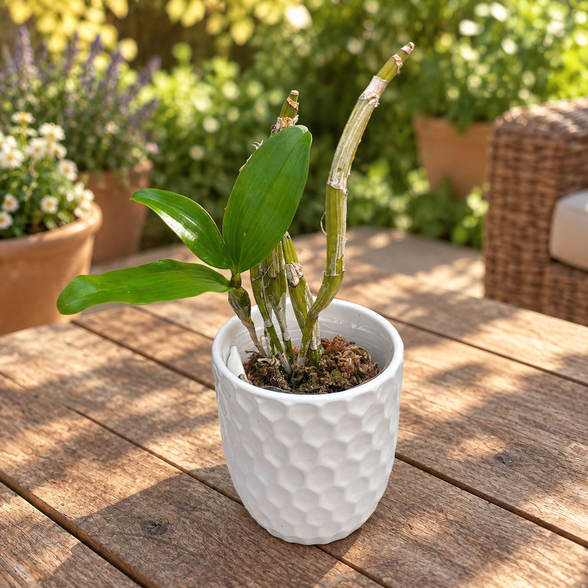 Dendrobium farmeri fma. petaloid album 'Hsinying' SM/TOGA - vonný