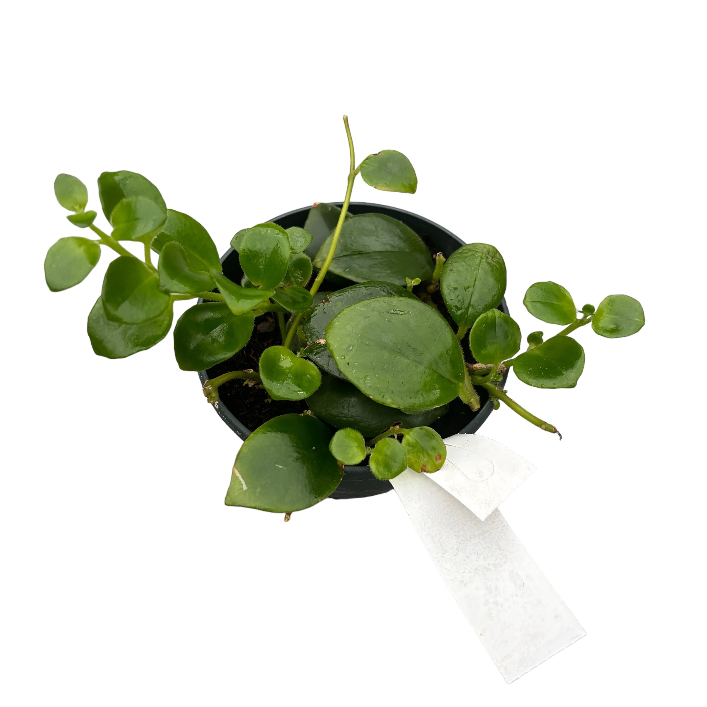 Aeschynanthus Mona Lisa (Lipstick plant)