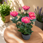Rosa Kordana® Grande ‘Magma’ – dvärgros med spektakulära tvåfärgade blommor