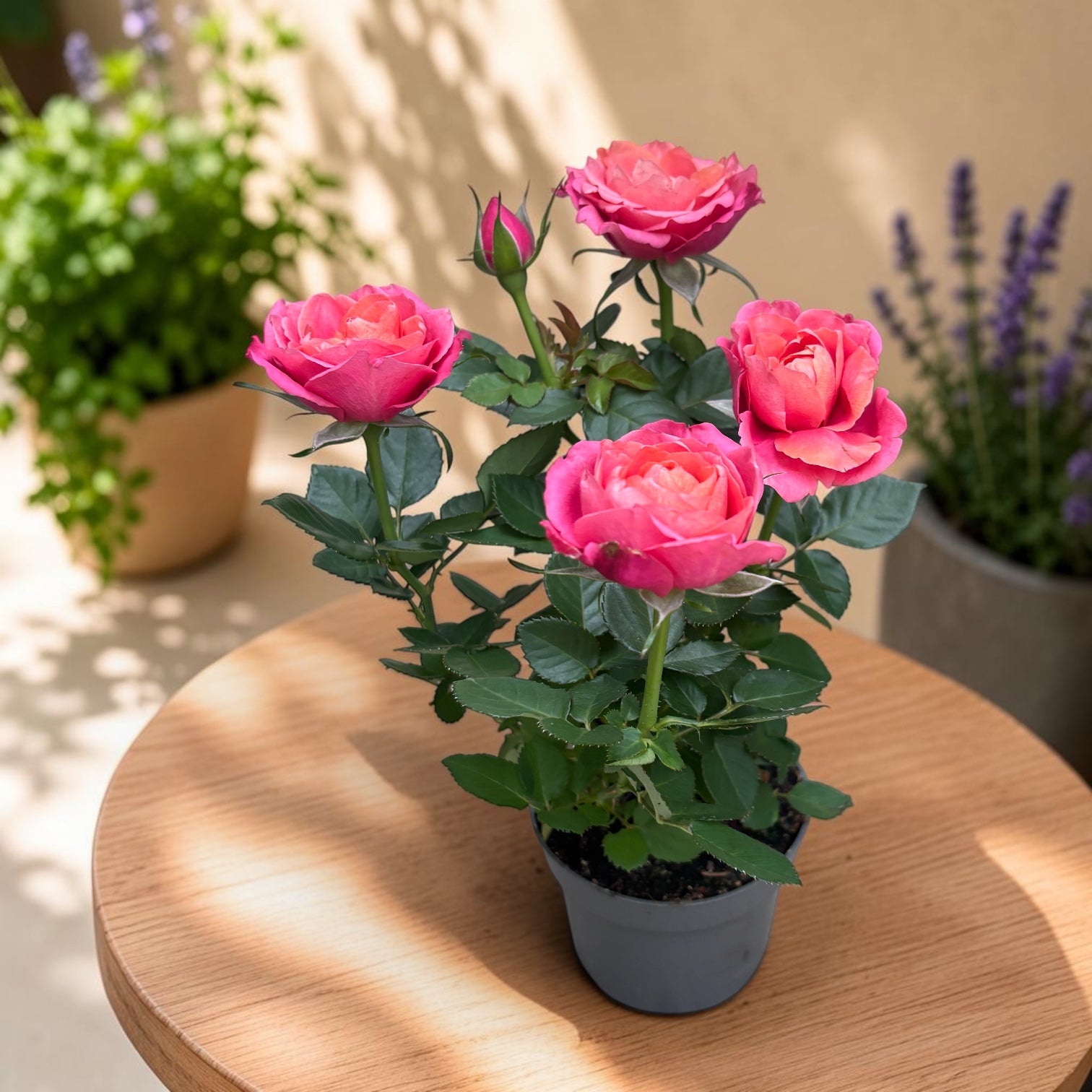 Rosa Kordana® Grande ‘Magma’ – dvärgros med spektakulära tvåfärgade blommor