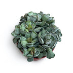 Adromischus Cristatus