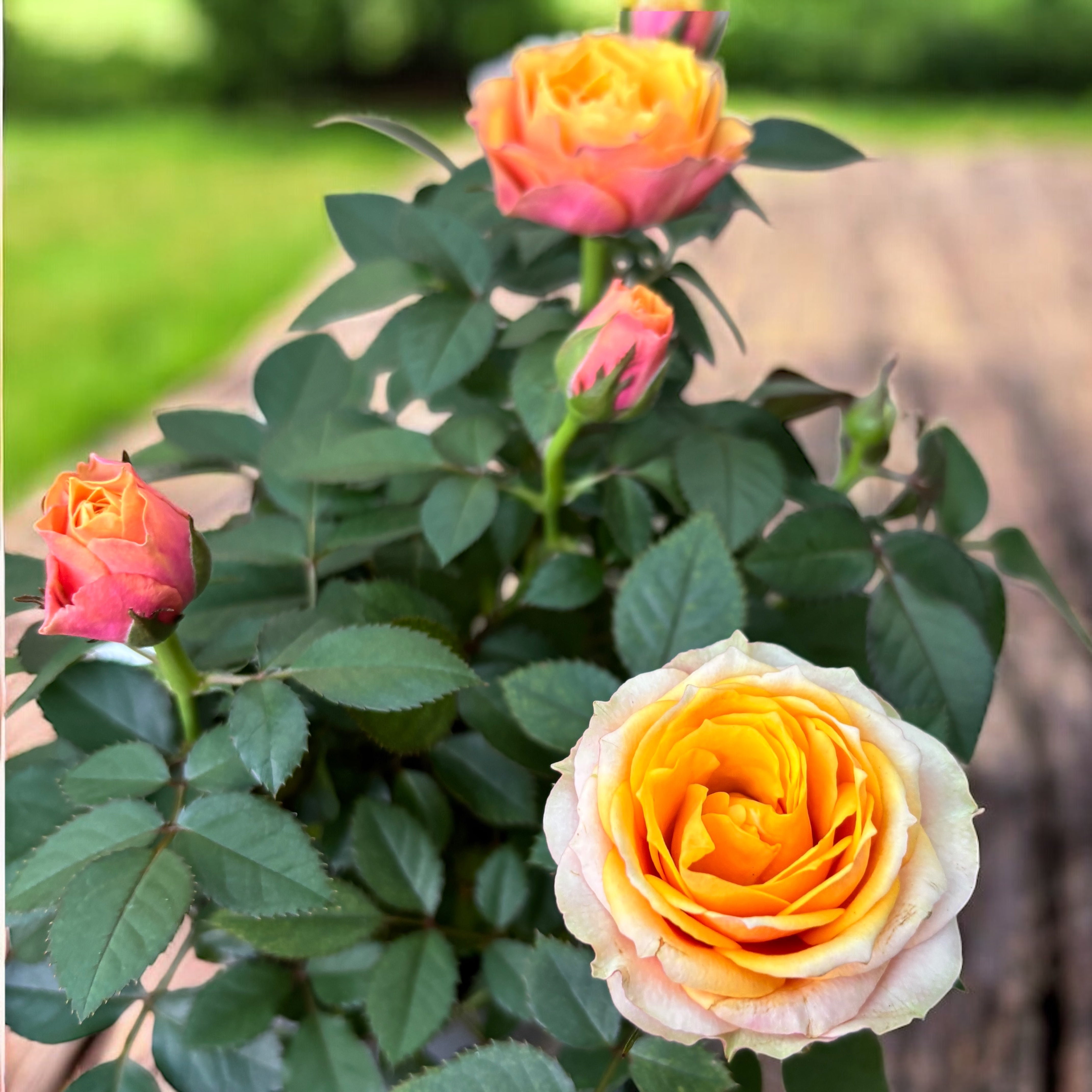 Trandafiri pitici Rosa 'Firebird' (Kordana Grande) - flori mari si