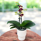 Phalaenopsis ‘Catania’ - pelorický motýľ