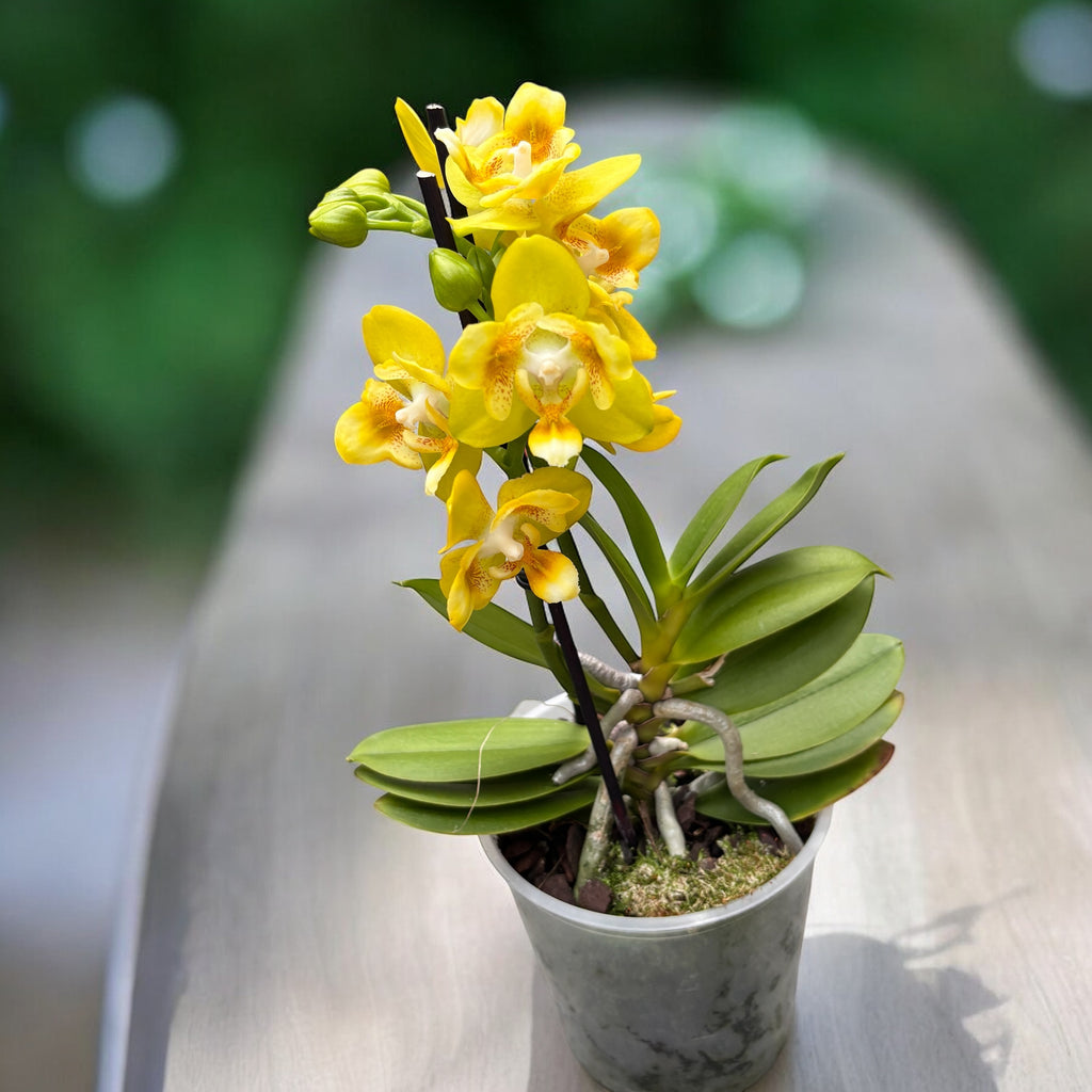 Phalaenopsis Norman's Yellow Batman - flori pelorice parfumate