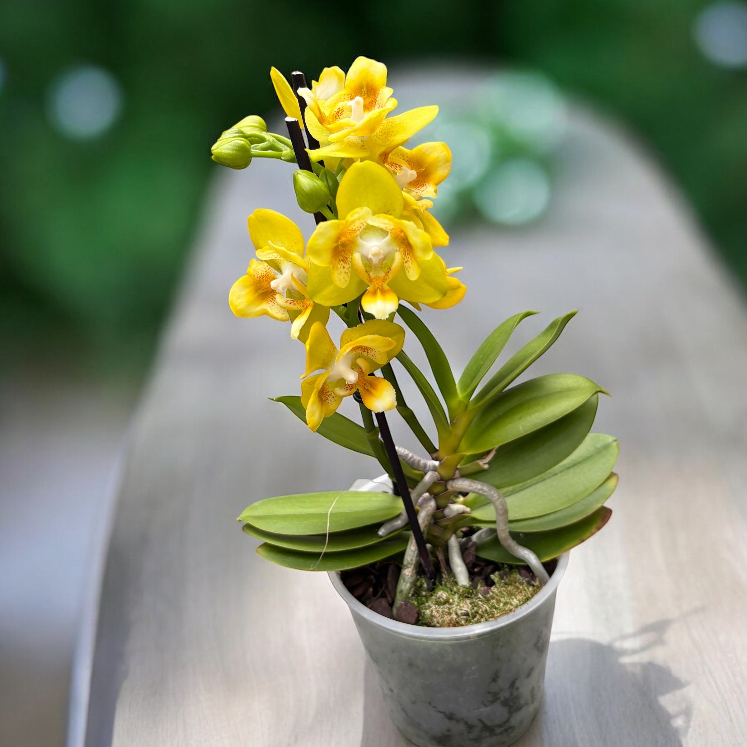 Phalaenopsis Norman's Yellow Batman - fleurs pelorées parfumées