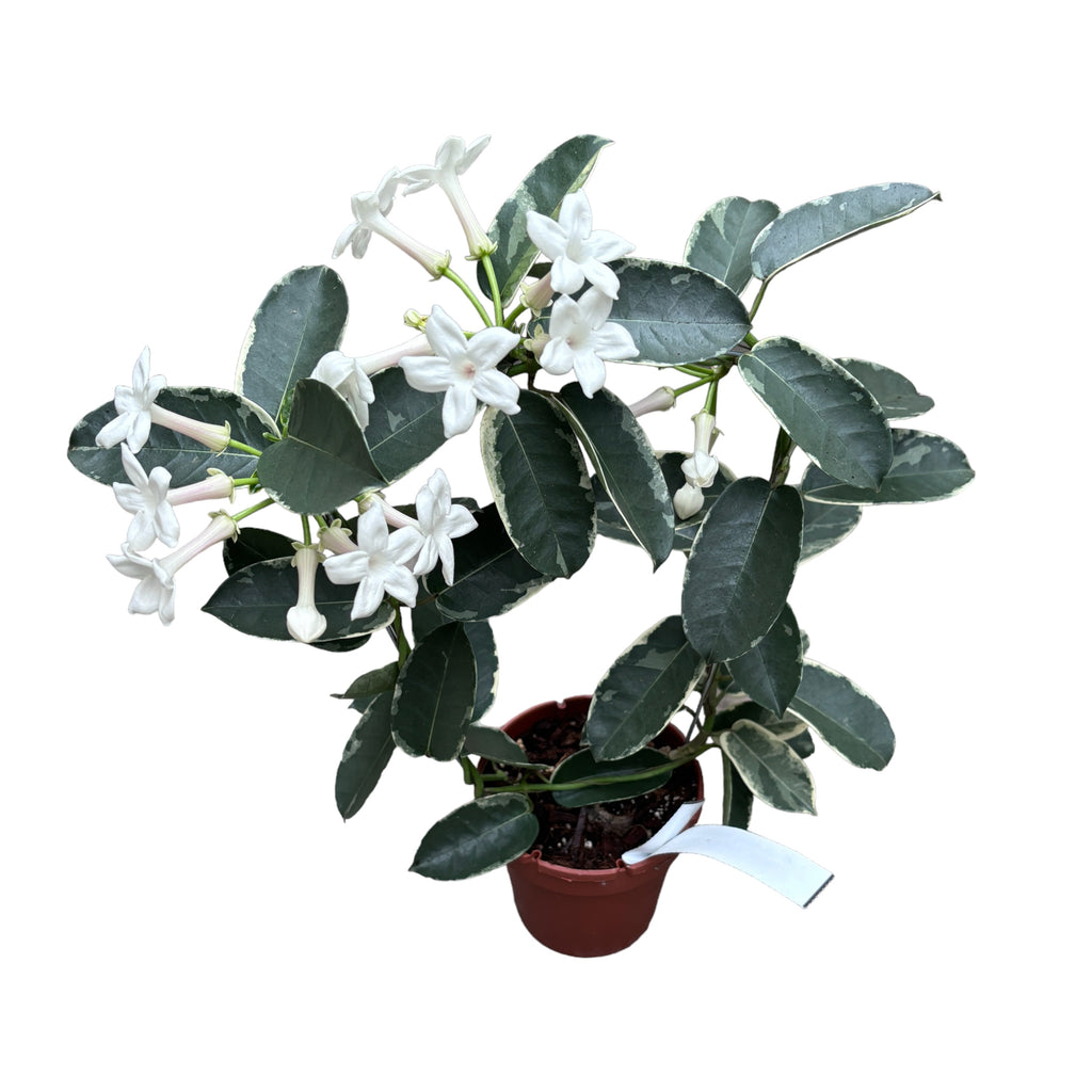 Stephanotis floribunda ‘Alpine’ (tarka) - Madagaszkári jázmin (illatos)