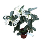 Stephanotis floribunda ‘Alpine’ (variegata) - Iasomia de Madagascar (parfumata)