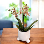 Phalaenopsis Bronze Maiden (schilleriana × mannii 'Black') - variazione Gialla