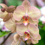 Phalaenopsis Varese