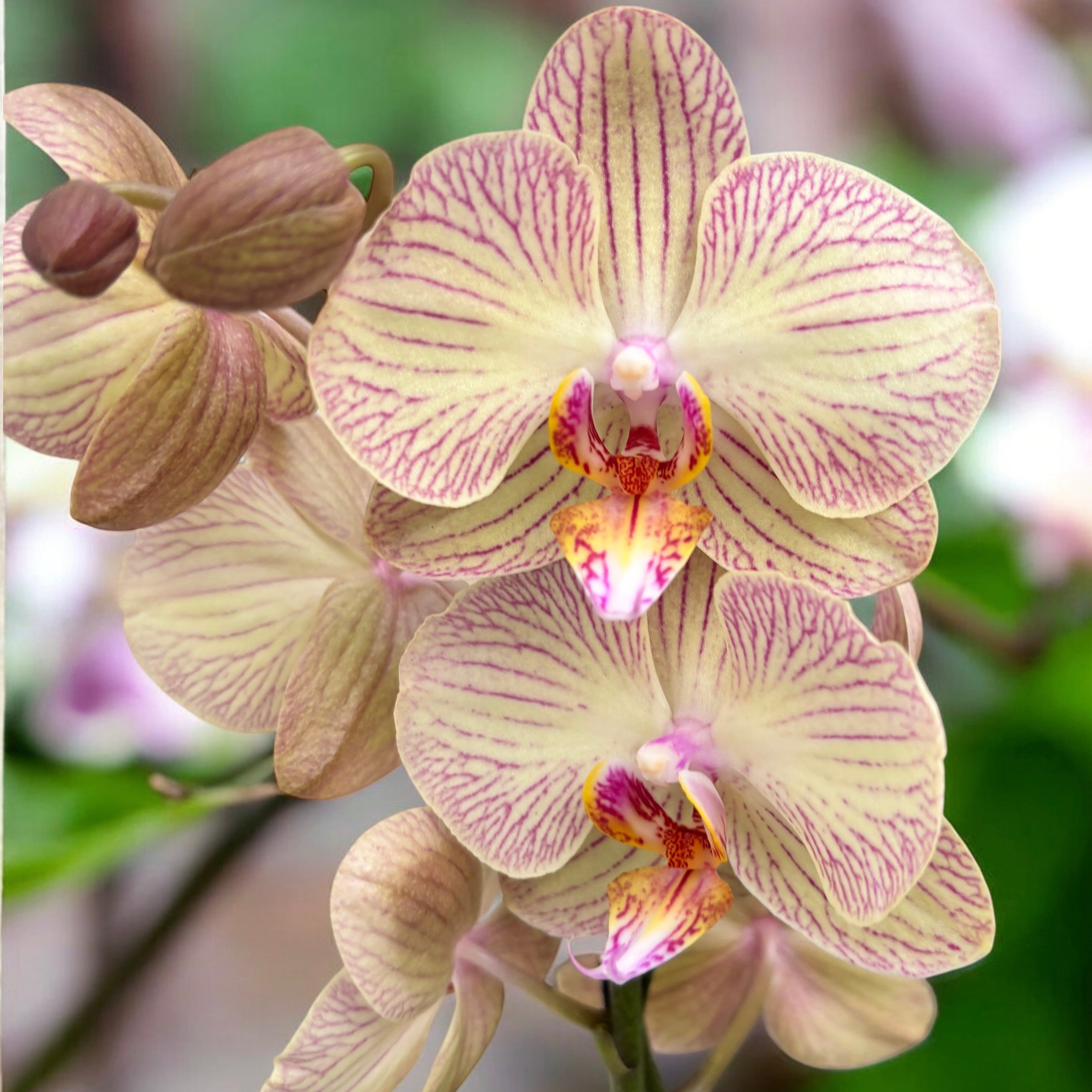 Phalaenopsis Varese