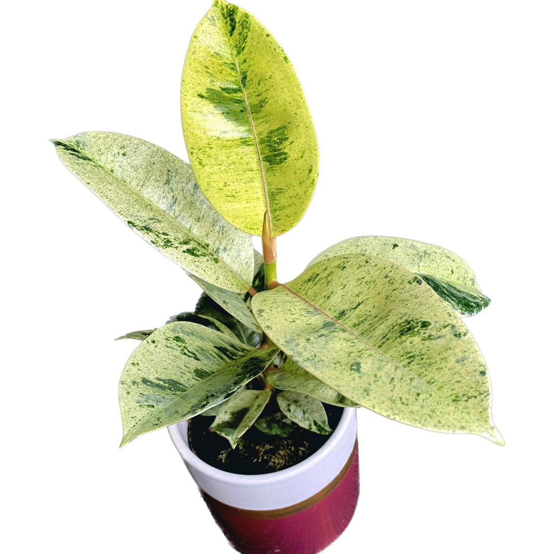 Ficus elastica 'Shivereana' ('Moonshine', 'Variegata')
