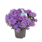 Rhododendron Fimbriatum - azalee de gradina