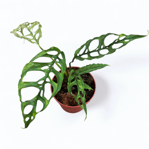 monstera obscura Monstera obliqua (sp. Peru