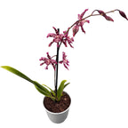 Miltonidium Pacific Ripple