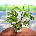 Monstera minima 'Variegata' (variegata basse)