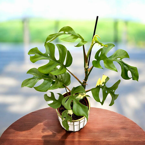 Monstera minima 'Variegata' (low variegated) – Secret Garden Plant Shop