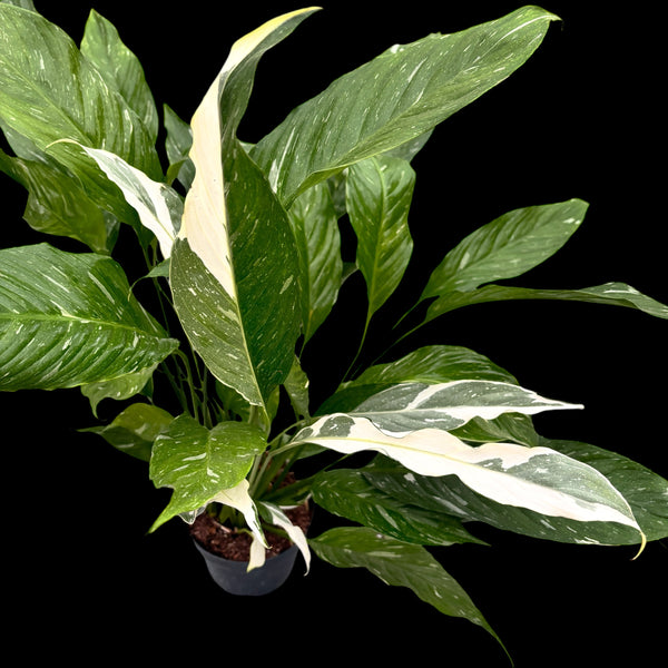 Spathiphyllum 'Diamond Variegata' - the specimen in the pictures