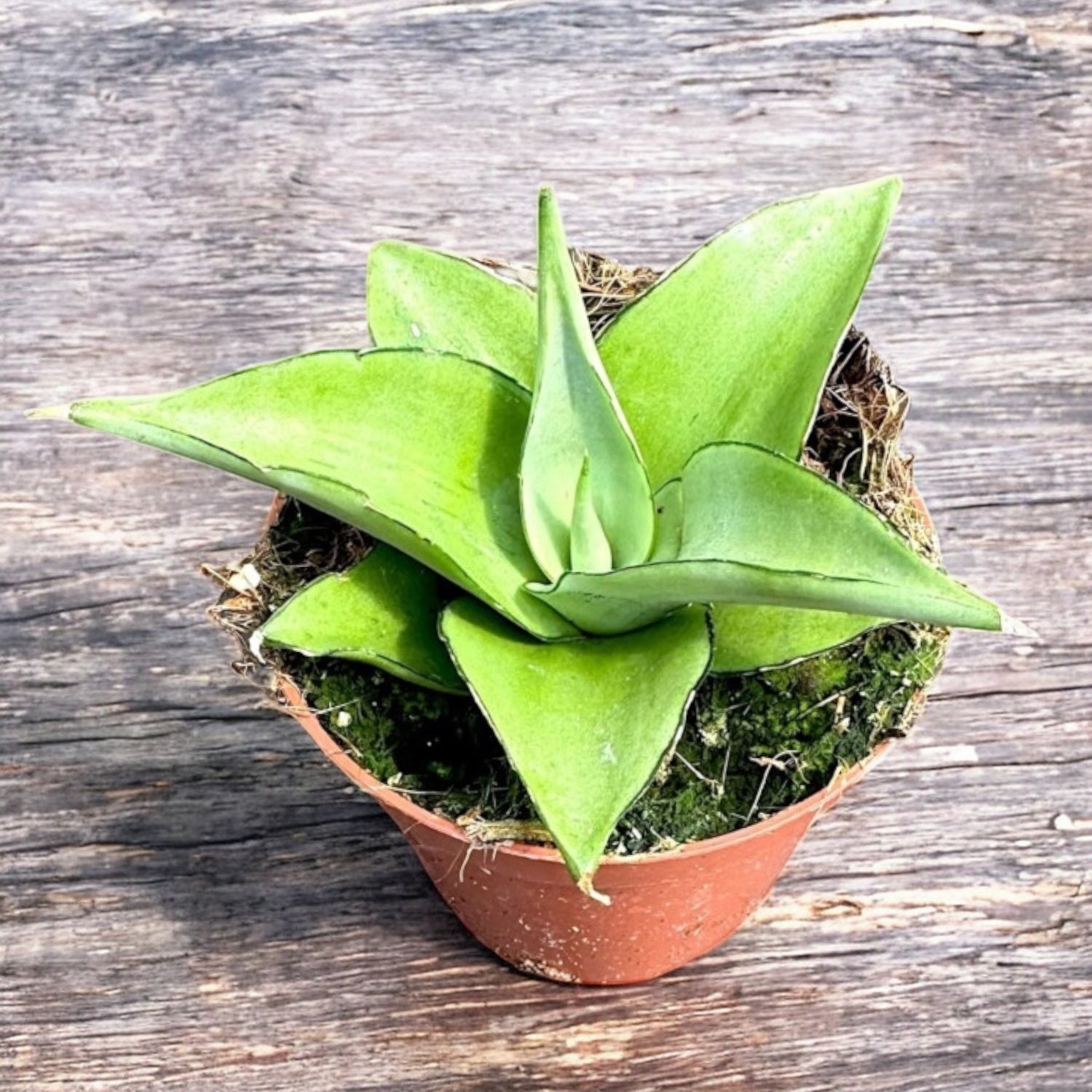 Sansevieria 'Manee Thawee'