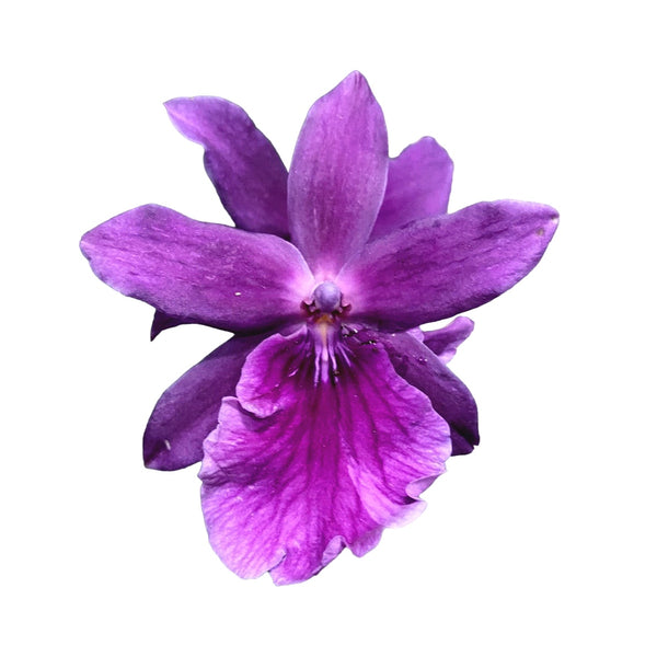 Miltonia Honolulu Warne's Best * fragrant (developed specimens)