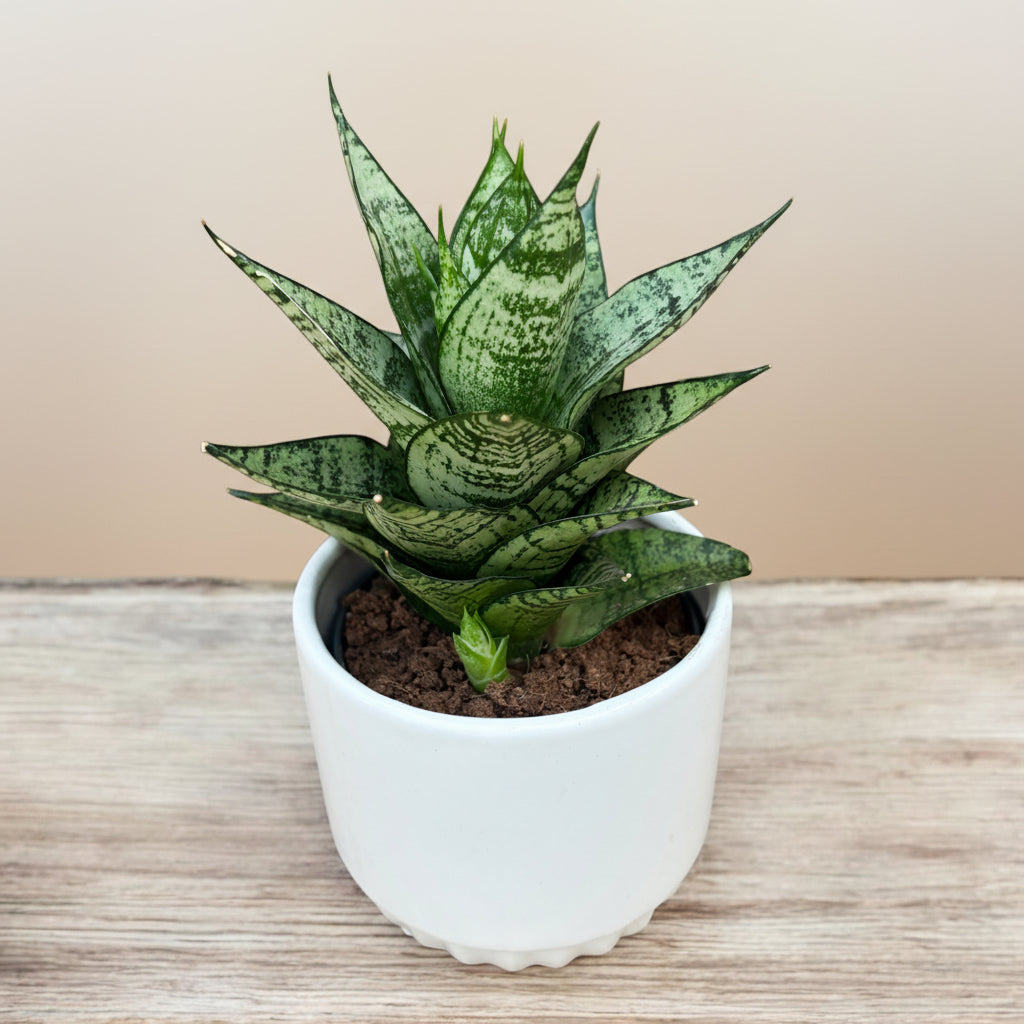 sansevieria danish crown Sansevieria 'Erlandel Crown' – Secret Garden Plant Shop