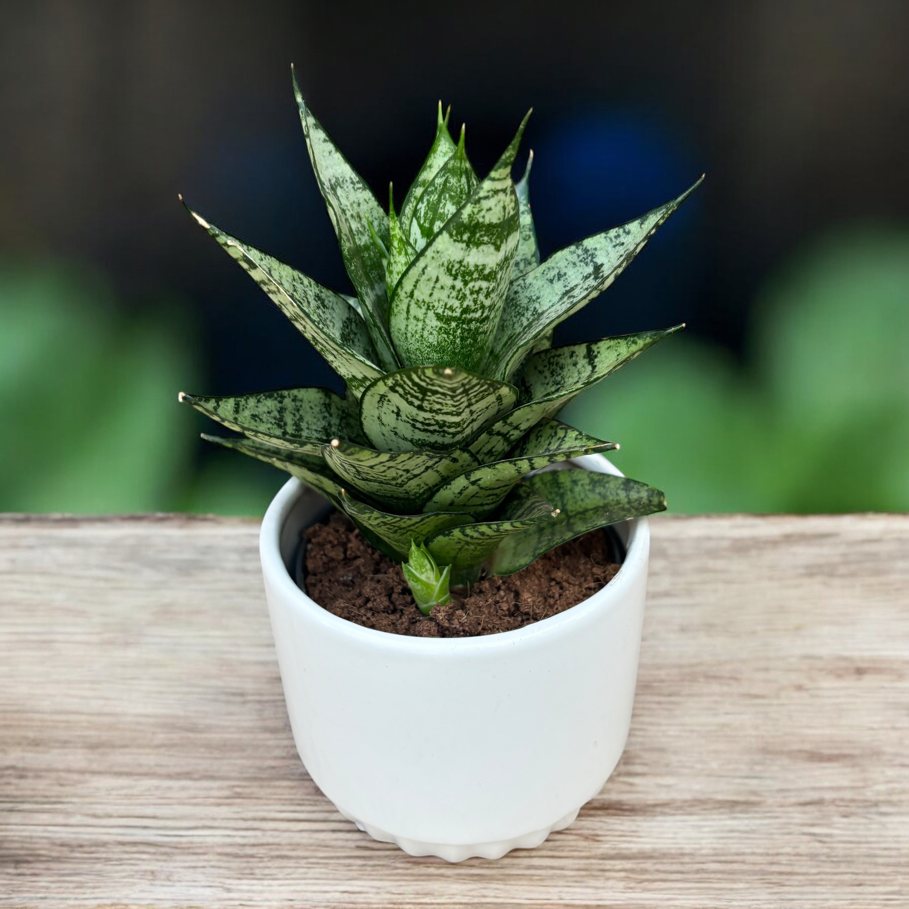 Sansevieria ‘Erlandel Crown’