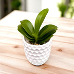 Phalaenopsis Sogo Gotris (peloryczna)