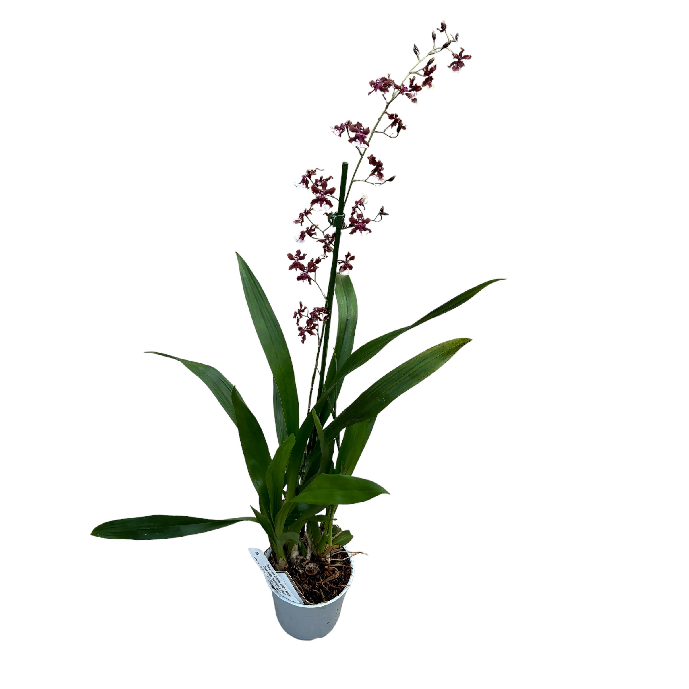 Oncidium Sharry Baby Sweet Chocolate Fragrance (intensely scented flowers)