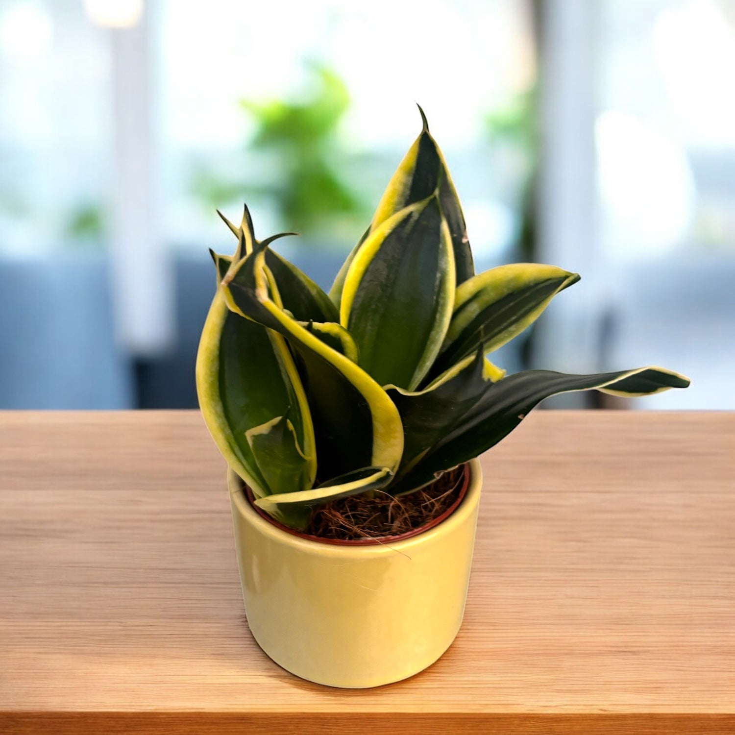 Sansevieria Hahnii ‘Jade Pagoda’ – frunzis compact, cu textura unica