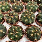Gymnocalycium pflanzii D5